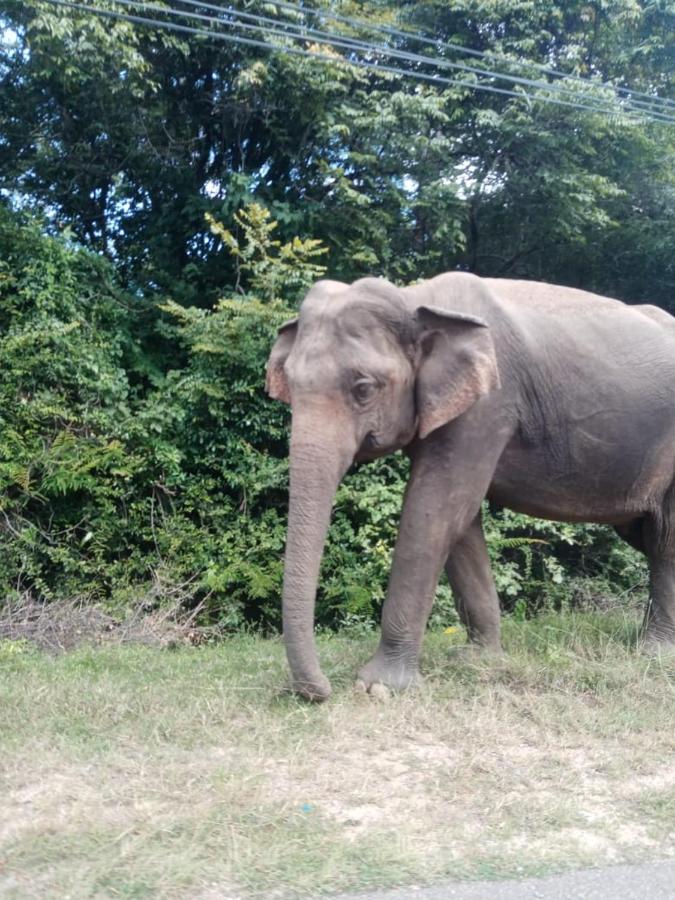 Sigiriya Village Home Stay Esterno foto
